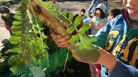 大根を土から抜いている写真です