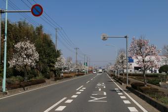 シデコブシの街路樹の写真