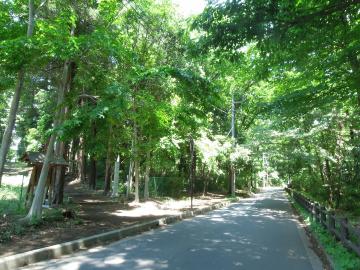 桜木神社沿いの雑木林