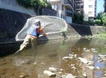 魚類の捕獲を行う様子