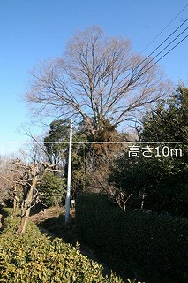 No11　ケヤキ（城）