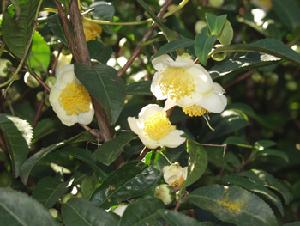 お茶の花の写真