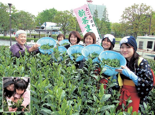 ところざわ新茶まつり（航空公園駅前茶園･市役所等）の写真